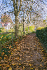 Wall Mural - path is lined with trees and leaves