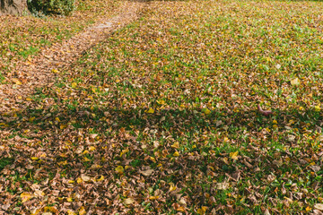 Wall Mural - field of grass covered in leaves