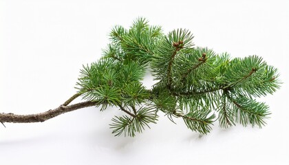long green tree branch isolated on white background