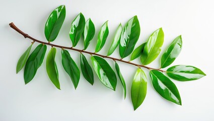 Poster - Close-up of fresh green leaves branch against a plain background