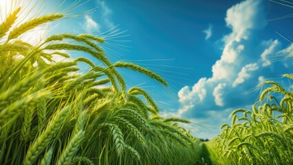 Poster - Charming rural view of lush wheat farms and nearby vegetation. Overcast blue sky in the background with space for text. Countryside farmland landscapes. Cereal plant agricultural scenery.