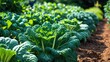 © Holo Frame - Close-up shot of vibrant Kale flourishing in a garden