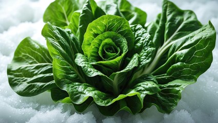 Poster - Fresh lettuce.