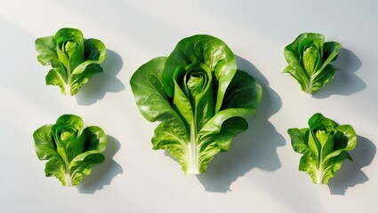 Poster - White background featuring a lettuce leaf.