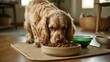 © CryptoCanvas - A Cocker Spaniel dog consumes dry food from its bowl in a bright and cozy environment.