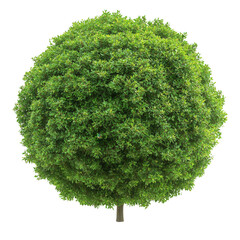 nature conservation concept. round green tree with dense foliage on a black background. isolated on 