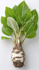 Poster - Modern still life of fresh horseradish root and green leaves on a white background