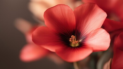 Poster - vibrant red flower with black center petals against soft background for nature lovers