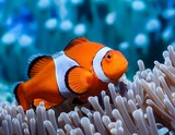 orange clownfish swimming between sea anemone