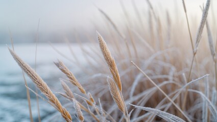 Poster - Close-up view of grass covered in frost against a soft pastel backdrop.