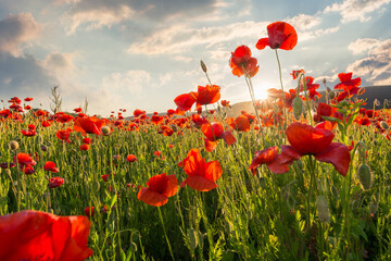 Wall Mural - red poppies in the field with sunburst shot from below. armistice day. beautiful nature background b