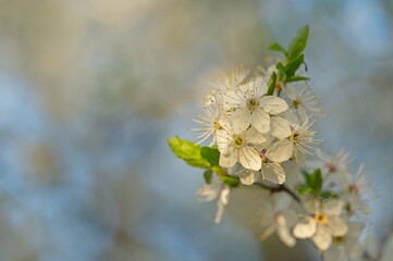 withe flowering bush in spring