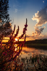 Wall Mural - summer sunset over the lake. summer or autumn landscape.