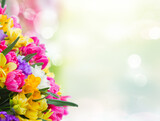 multicolored freesia and daffodil flowers border over defocused spring background