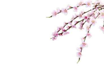 Cherry tree branch with blooming flowers isolated on white background
