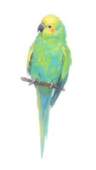 Naklejka na meble A colorful parakeet on a branch with radiant feathers in shades of green and blue set against a clean white background