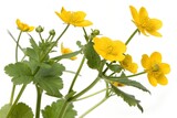 buttercups flowers isolated on white background