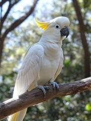 Poster - white cockatoo with yellow crest perched calmly in a clean studio setup surrounded by natural greene