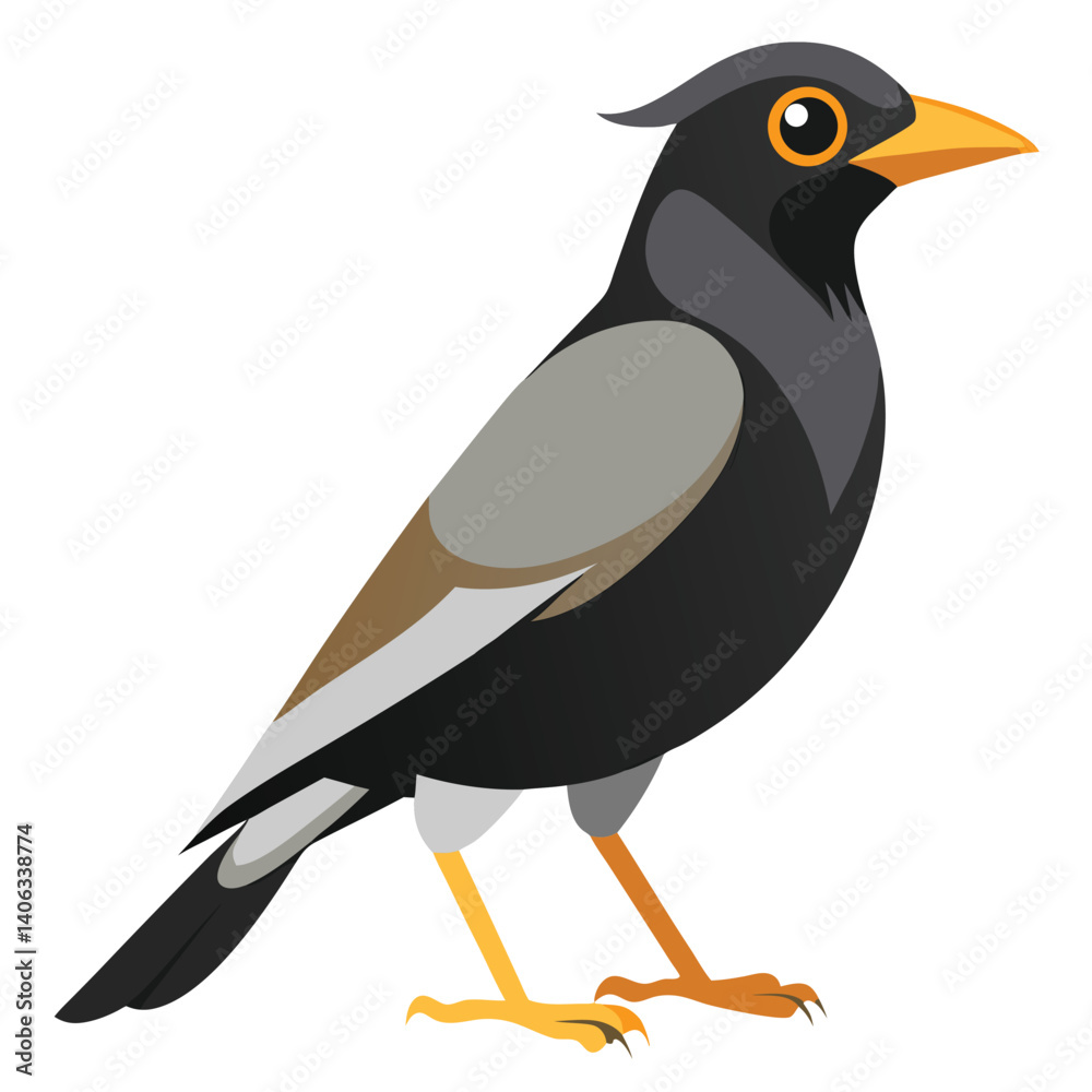 Myna Vector Myna bird isolated on white background Stock Vector | Adobe Stock