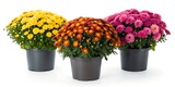 Assortment of colorful chrysanthemum plants in pots against a white background display flowers vividly isolated on white background
