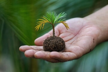 Aufkleber - Tiny tree nurtured in open palm symbolizes care for nature and environmental protection in a lush setting