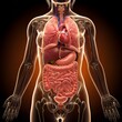 © Zainul - Female Anatomy Showing Internal Organs and Skeletal System Illustration