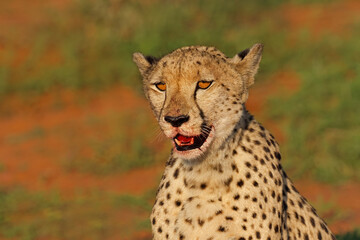 Wall Mural - portrait of an alert cheetah (acinonyx jubatus) after feeding, madikwe game reserve, south africa.