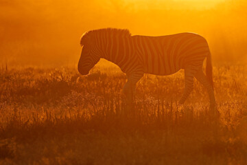 Wall Mural - a plains zebra (equus burchelli) in dust at sunrise, etosha national park, namibia.