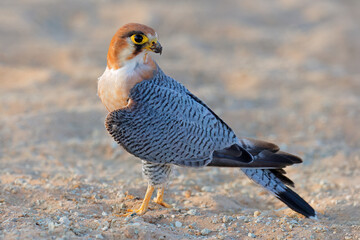 Wall Mural - a red-necked falcon (falco chicquera) sitting on the ground, kalahari desert, south africa.
