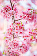 © nutt - sakura flower or cherry blossom on white background
