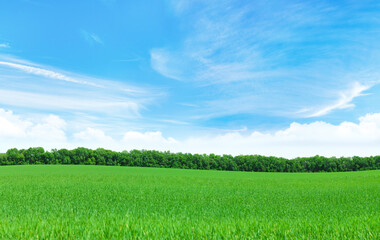 Wall Mural - summer landscape with a vast green field under a majestic sky