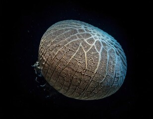 mysterious orb: a close-up view of a unique, textured orb, reminiscent of a seed or a celestial body