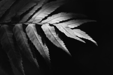 Poster - close up of fern leaf in black and white, showcasing its intricate patterns and textures