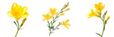 Set of a yellow freesia flower, isolated on a transparent background.