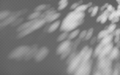 Wall Mural - abstract shadow overlay from foliage on a transparent background.