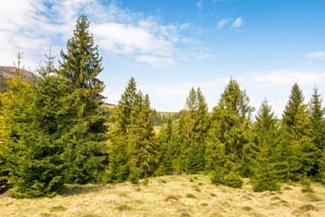 Wall Mural - countryside mountain landscape in spring. scenic ecosystem of europe. fir forest on the grassy hill 