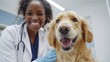 © iuricazac - 'Veterinarian examines golden retriever dog in a medical setting.'