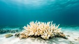 Dead coral reef under murky water, climate change damage, underwater landscape