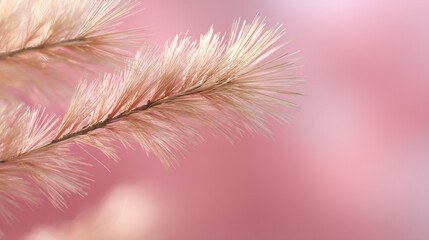 Poster - Soft pink aesthetic background with fluffy plant for feminine blog website and social media design