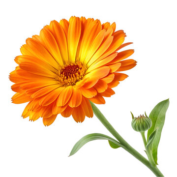 Calendula flower isolated on white background. Marigold flower.