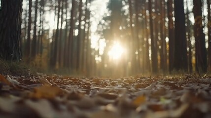 Aufkleber - A tranquil forest path is scattered with golden leaves, illuminated by the soft morning light filtering through the trees, creating a serene atmosphere