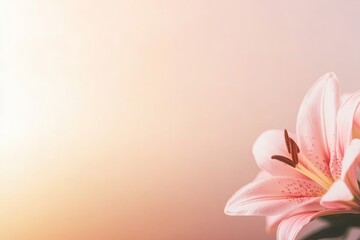 Aufkleber - Close-up view highlights the beauty of a single lily flower, featuring soft pink petals, complemented by a gentle gradient background that enhances its elegance