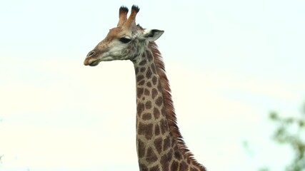 Wall Mural - Portrait view of majestic giraffe against white sky