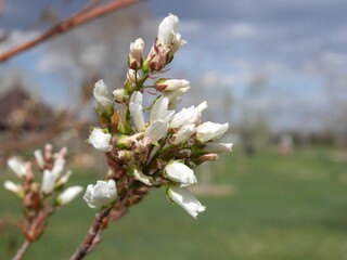 autumn brilliance serviceberry tree buds, colorado