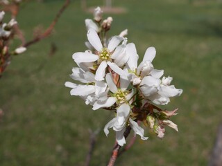 autumn brilliance serviceberry tree flowers, colorado