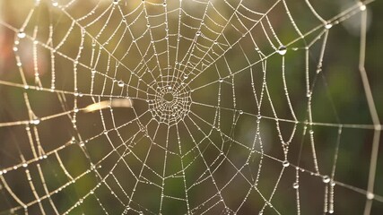 Delicate spiderweb covered in glistening dewdrops on a blurred green background in early morning light, showcasing nature's intricate design.
