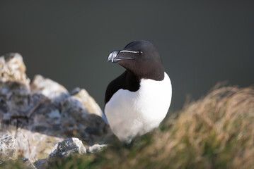 Wall Mural - portrait of a razorbill perched on a sea cliff