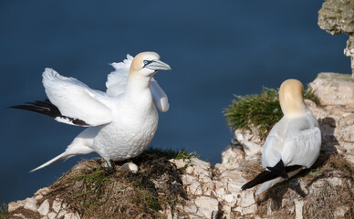 Wall Mural - pair of northern gannets nesting on cliff