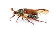 © cavalineri - Forest Cockchafer Beetle Isolated on a White Surface