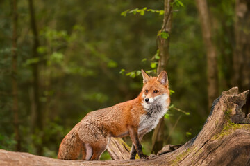 Wall Mural - Red fox standing on a fallen tree in a forest